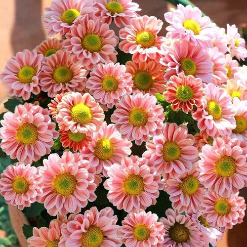 重瓣荷兰菊带花苞室内阳台绿植