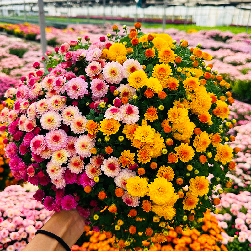 千头球菊花盆栽带花苞糖果甜心球菊多年生大苗秋菊耐寒庭院阳台
