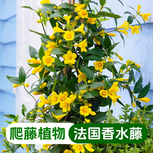 【浓香型】法国香水茉莉盆栽花卉植物阳台庭院耐寒爬藤植物香水藤