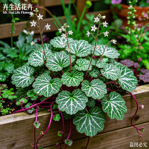 虎耳草盆栽室内耐阴观叶植物阳台庭院假山造景绿植好养易活花卉苗