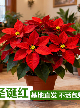 【年宵花】红叶一品红盆栽带花四季红圣诞红室内客厅花卉好养绿植