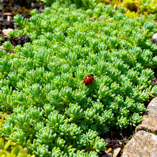 中华景天盆栽阳台庭院佛甲草薄雪万年草地被花卉好养耐寒四季草皮