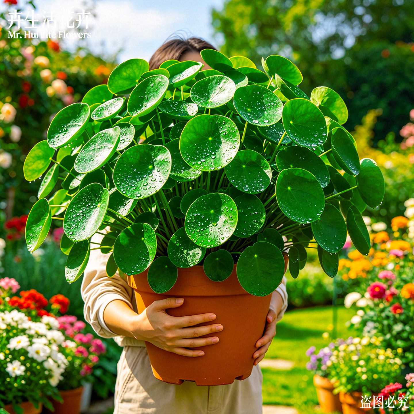 荷叶碧玉盆栽圆叶椒草室内观叶绿植好养易活四季常青网红花卉大苗