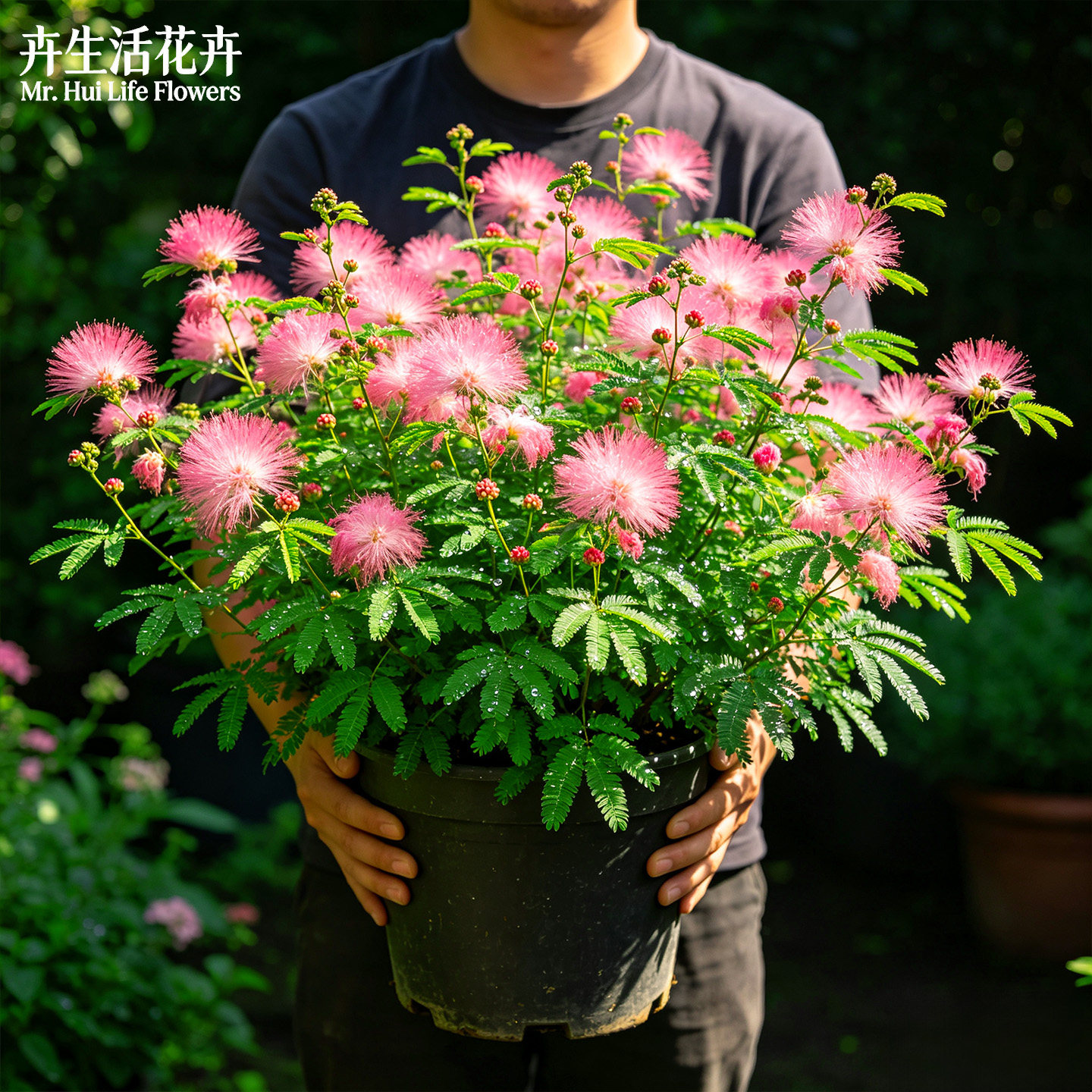 合欢盆栽绒花树马缨花金合欢庭院浓香耐寒易活多年生观赏花木树苗