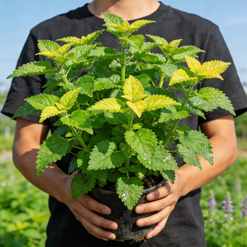 藿香盆栽可食用香草植物苗五香叶鱼香草阳台庭院绿植好养活绿植
