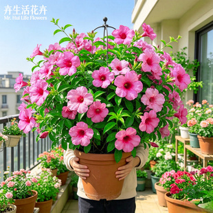 紫蝉花盆栽大紫蝉紫花黄蝉耐热勤花阳台庭院多年生藤本观赏花卉苗