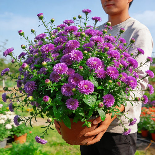 【大盆】小卡罗荷兰菊盆栽紫菀带花苞阳台庭院多年生耐寒耐热花卉