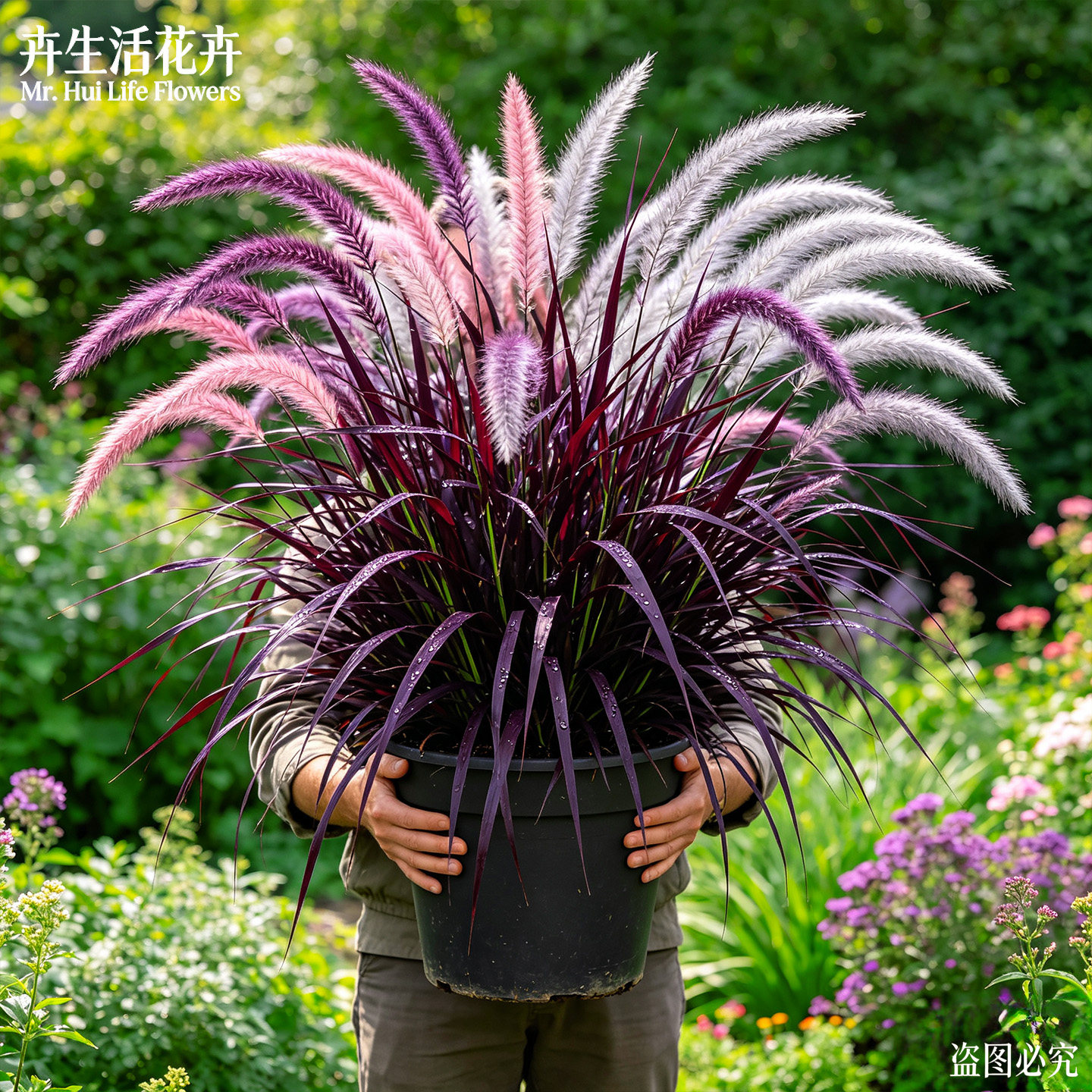 紫叶狼尾草盆栽羽绒小兔子狼尾草庭院花境四季常青造景观赏草苗株