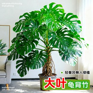 龟背竹客厅大盆栽植物室内净化空气大叶老桩植物电视柜旁大型绿植