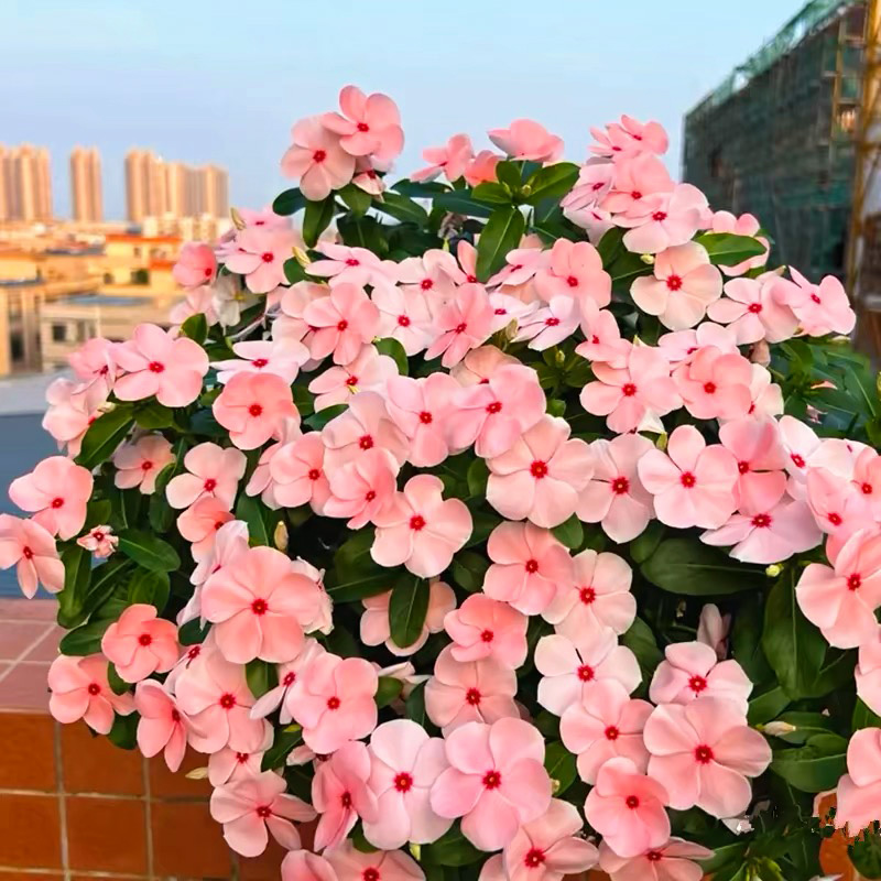 长春花盆栽带花带花苞天天开花卉阳台庭院多年生日日春四季开花