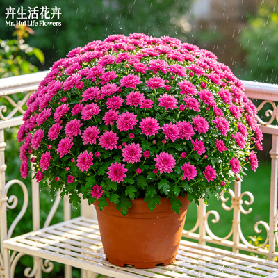 【繁花仙品】紫霞仙子千头菊秋菊糖果甜心室内外易养多年生景观花