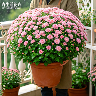 粉黛千头菊秋菊球菊糖果甜心紫霞仙子室内外造景多年生易养花株