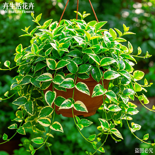 花叶蔓长春花盆栽垂吊吊兰庭院地被植物四季常绿好养易活绿植大苗