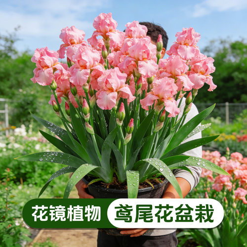 德国鸢尾花盆栽阳台庭院四季开花绿植耐寒好养多年生观赏花卉大苗