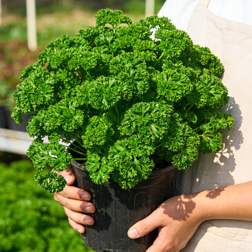 【厨房好伴侣】欧芹盆栽室内外新鲜可食用香草绿植防虫薄荷迷迭香