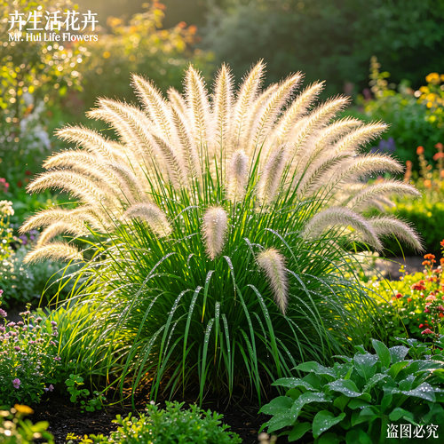 羽绒狼尾草盆栽白穗紫穗狼尾草庭院花境耐寒四季造景观赏草植物
