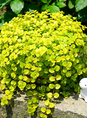 金叶过路黄多年生蔓性草本常绿观叶植物吊兰垂吊花卉花园绿植耐寒
