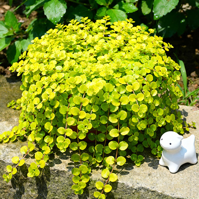 金叶过路黄多年生蔓性草本常绿观叶植物吊兰垂吊花卉花园绿植耐寒