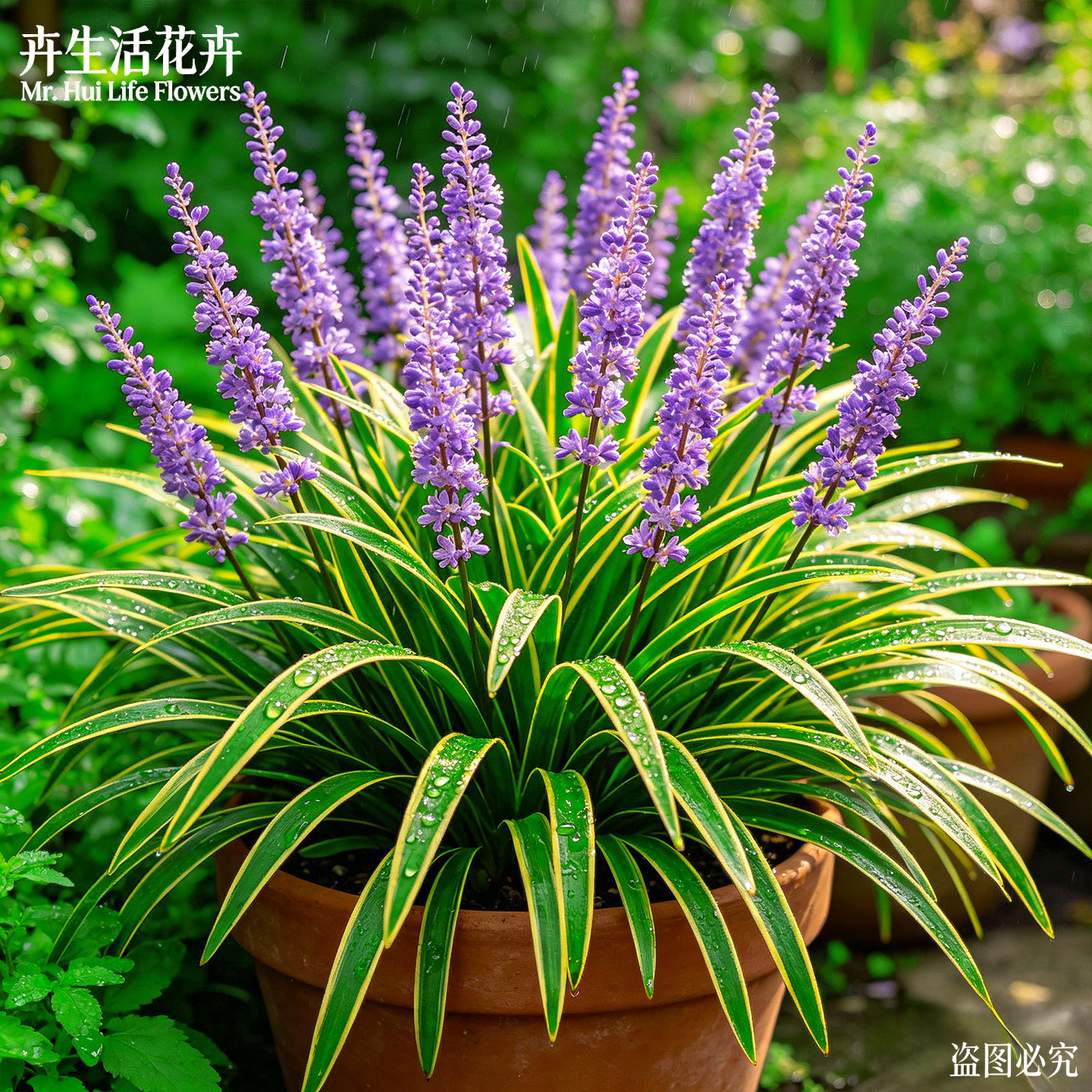 金边麦冬草盆栽细叶沿阶草耐寒耐阴庭院花境镶边易活绿化植被苗图片