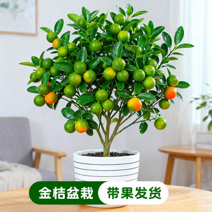 【带果】四季金桔盆栽树苗室内客厅招财植物室外耐寒花卉橘子盆景
