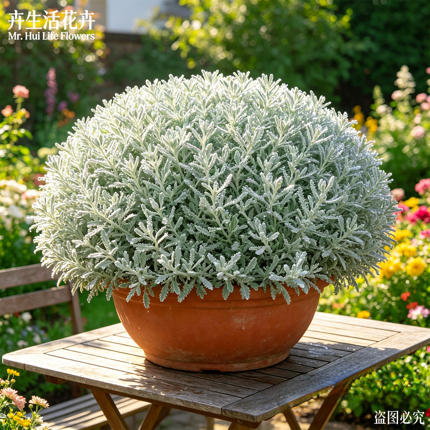银香菊盆栽香艾菊银叶菊芙蓉菊阳台好养银白色绒毛绿植阳台易活