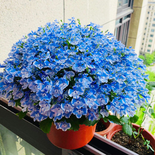 六倍利半边莲盆栽花苗带花苞多年生四季开阳台室内花园耐热耐寒