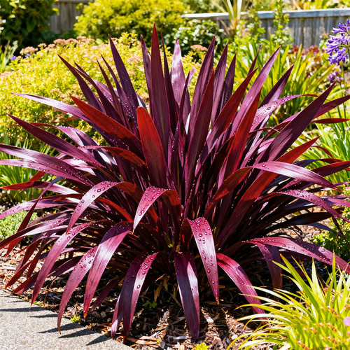 澳洲朱蕉红巨人盆栽庭院花坛造景花镜植物四季观叶耐寒耐热花卉