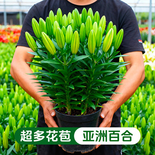 【超多花苞】亚洲百合花盆栽带花苞室内花卉客厅香水百合鲜花植物