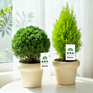 【情绪稳定小盆栽】香松盆栽室内办公室桌面放青松绿植雾凇植物