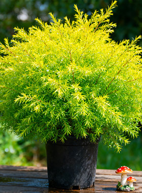黄金香芽一边摘一边长