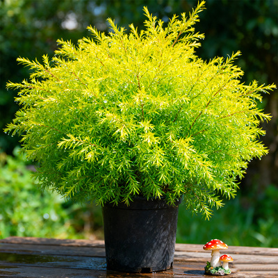 黄金香芽一边摘一边长