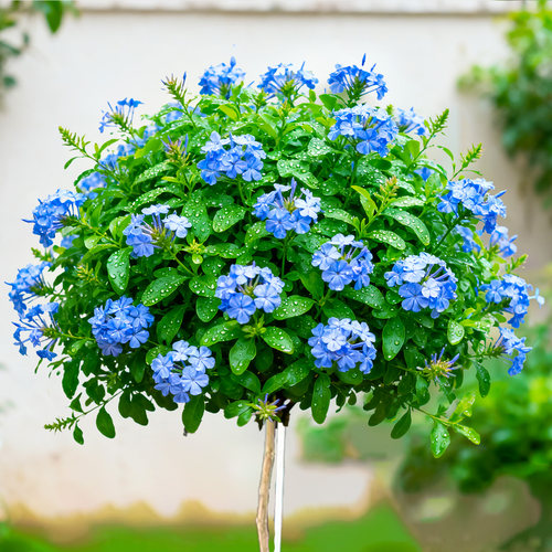 蓝雪花棒棒糖盆栽大苗带花苞老桩花苗阳台室内花卉盆栽好养易活