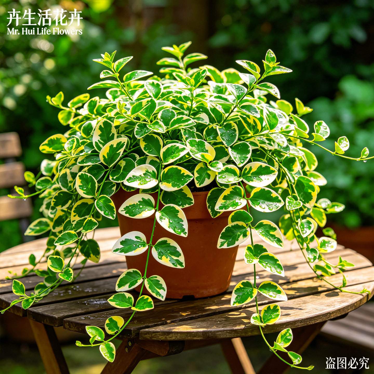 【垂吊型】蝴蝶藤盆栽室内耐阴易养爬藤植物阳台庭院观叶绿植苗