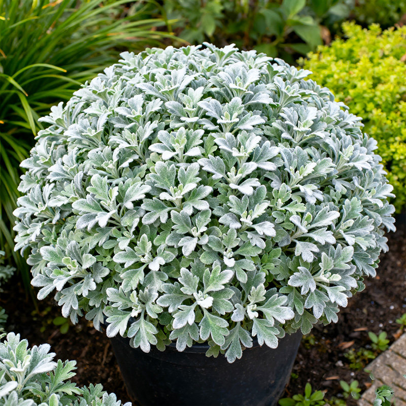 芙蓉菊盆栽老桩银叶菊雪艾花卉绿植中草药阳台庭院四季耐寒耐热