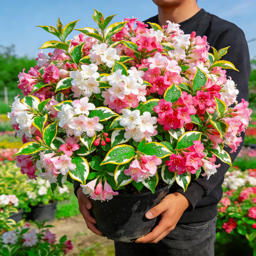 【彩叶】花叶锦带盆栽四季观赏花卉五彩锦带树苗花灌木耐寒易活