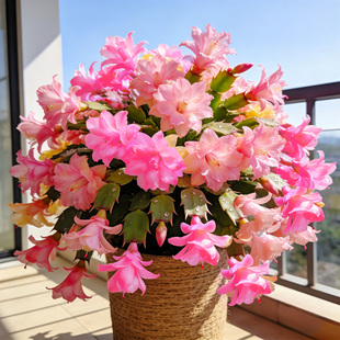 重瓣蟹爪兰盆栽花苗带花苞多年生四季好养耐寒耐热阳台室内好养活