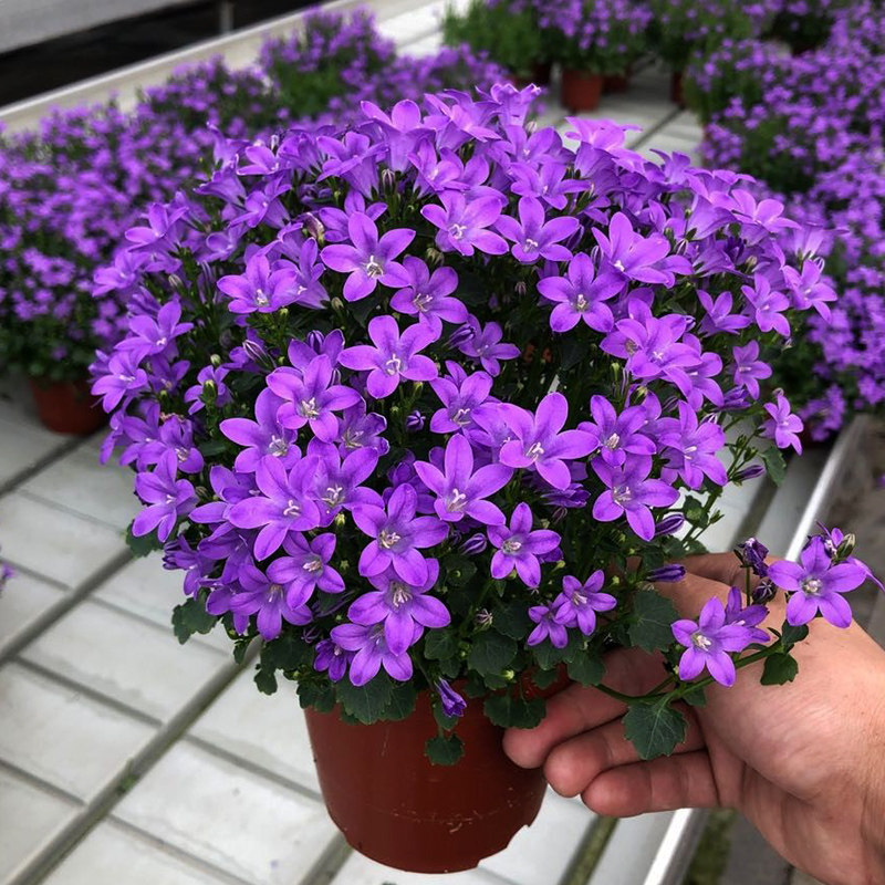 开花多到让你嫉妒! 单瓣丹麦风铃盆栽花苗阳台庭院多年生花卉花苗