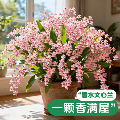 超大文心兰盆栽带花苞浓香花期长