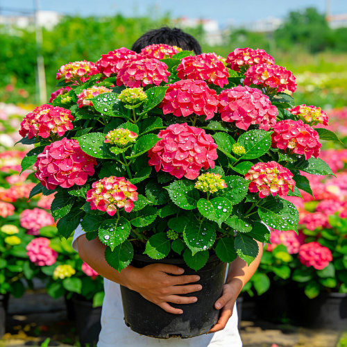春季夏季美观趣味绣球花
