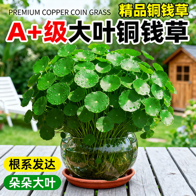 大叶铜钱草盆栽水培植物室内外精品水生金钱草绿植四季好养活造景