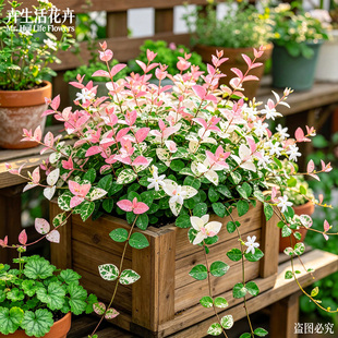 【叶即是花】花叶络石盆栽大苗垂钓观叶绿植耐热耐寒阳台庭院好养