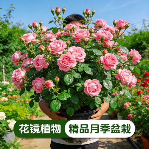 【四季开】月季盆栽阳台浓香玫瑰花卉室内好养易活观赏绿植花苗