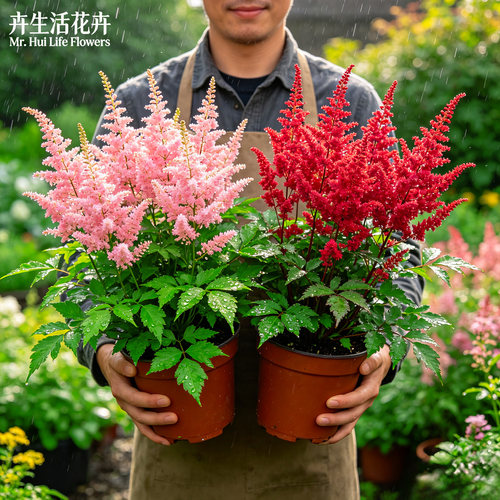【颜值天花板】络新妇盆栽粉焰重瓣落新妇阳台丛生花期持久绿植苗
