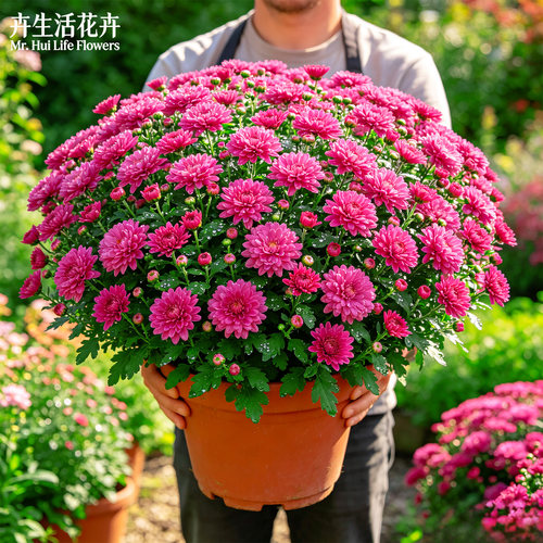 紫菀小卡罗盆栽庭院花境植物多年生耐寒耐热易爆花观赏花卉大苗