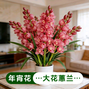 【精品】大花蕙兰盆栽带花带花苞十大名贵兰花金边浓香惠兰年宵花