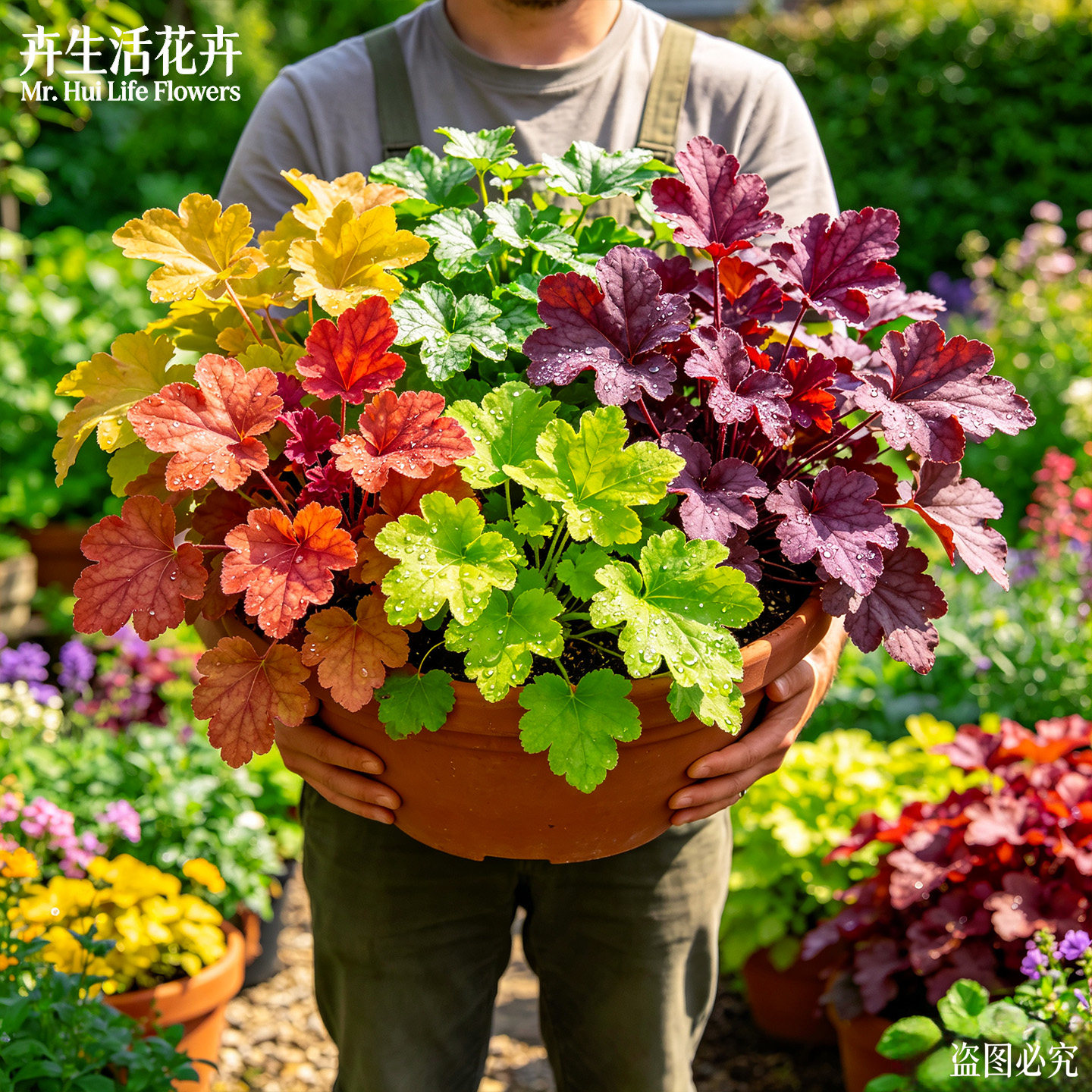 矾根盆栽耐寒耐阴彩叶草庭院花境搭配懒人好养四季常青观赏植株