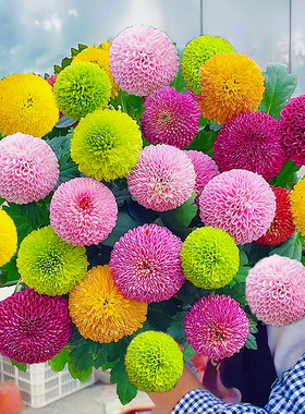【特A级】乒乓菊花盆栽带花苞多年生宿根植物四季好养每年3次花期