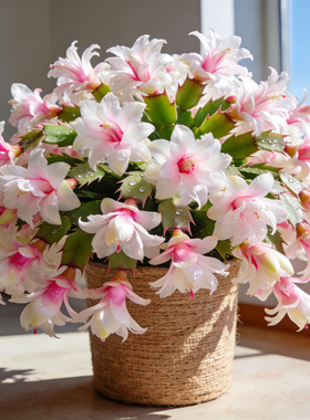 白玛丽重瓣蟹爪兰盆栽花苗带花苞多年生四季好养耐寒热阳台室内