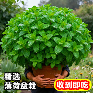薄荷盆栽可食用新鲜薄荷叶迷迭香盆栽牛排用香草植物可水培好养活