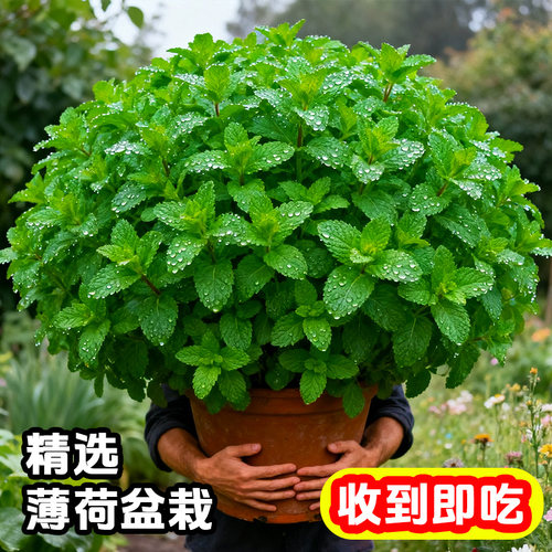 香草四季便宜可食用新鲜薄荷叶